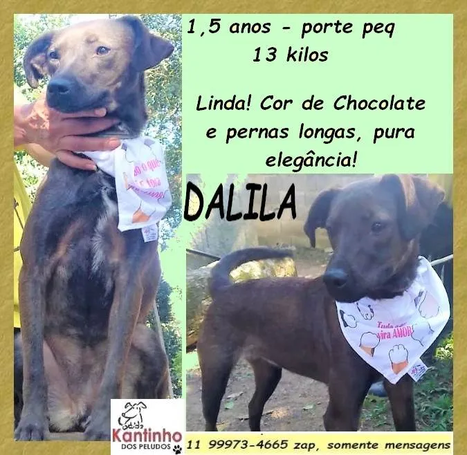Cachorro ra a SRD-ViraLata idade 1 ano nome Dalila