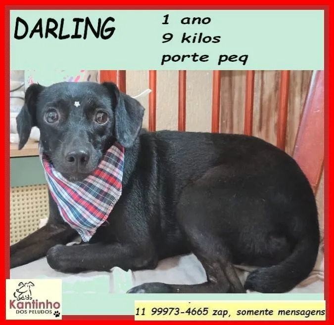 Cachorro ra a SRD-ViraLata idade 1 ano nome Darling