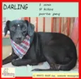 Darling