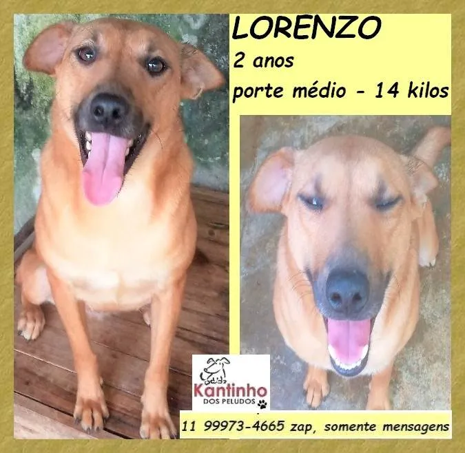 Cachorro ra a SRD-ViraLata idade 2 anos nome Lorenzo