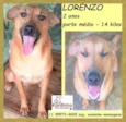 Lorenzo