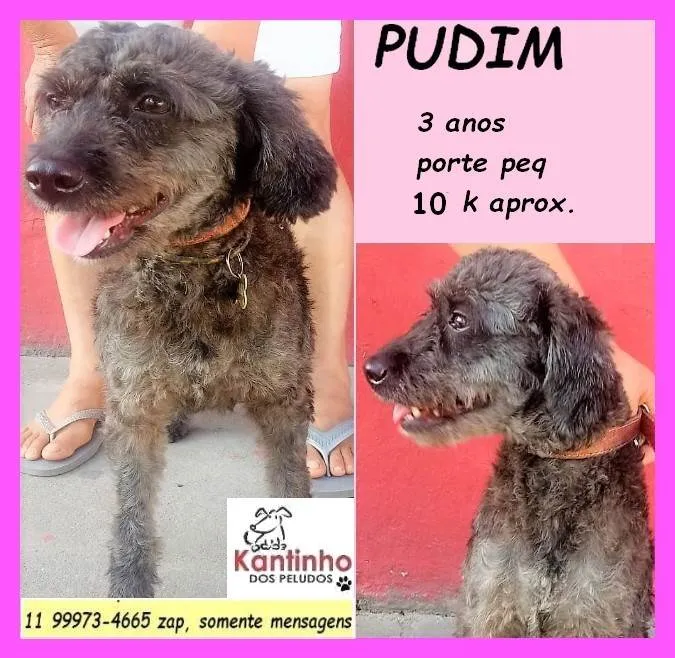 Cachorro ra a SRD-ViraLata idade 3 anos nome Pudim