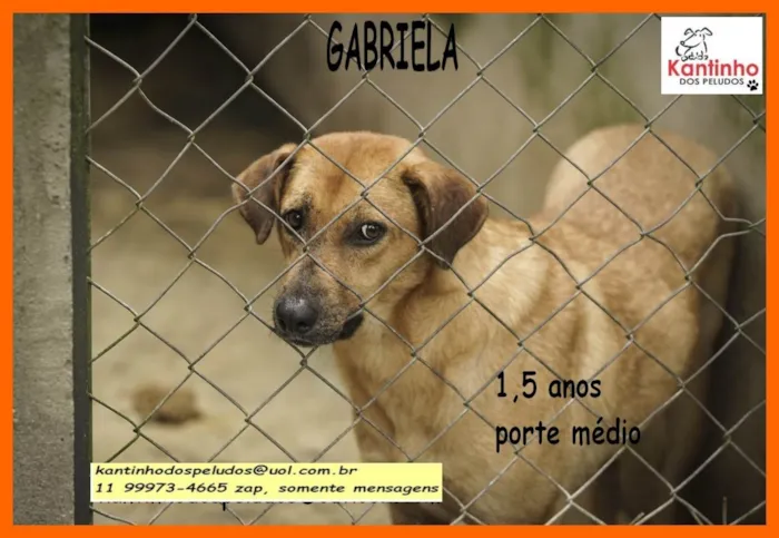 Cachorro ra a SRD-ViraLata idade 1 ano nome Gabriela