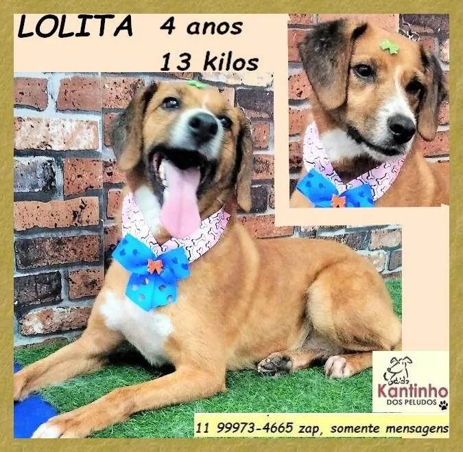 Cachorro ra a SRD-ViraLata idade 4 anos nome Lolita