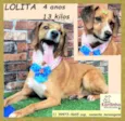 Lolita