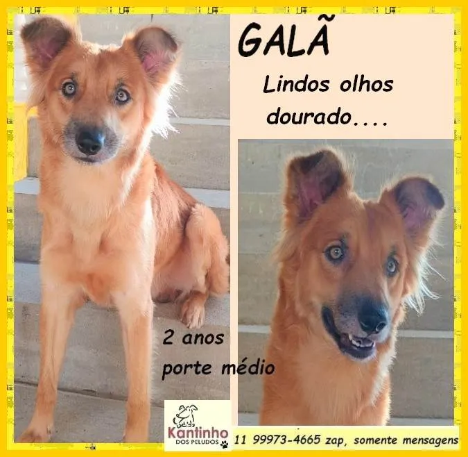 Cachorro ra a SRD-ViraLata idade 2 anos nome Galã