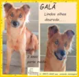 Galã