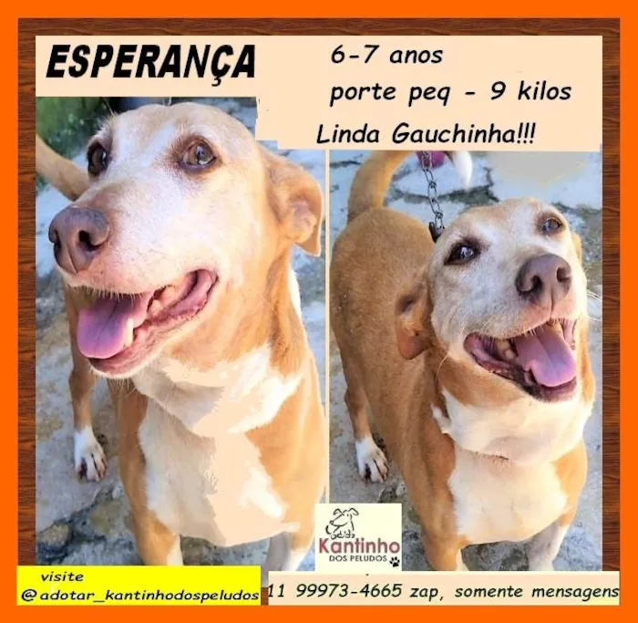 Cachorro ra a SRD-ViraLata idade 6 ou mais anos nome Esperança