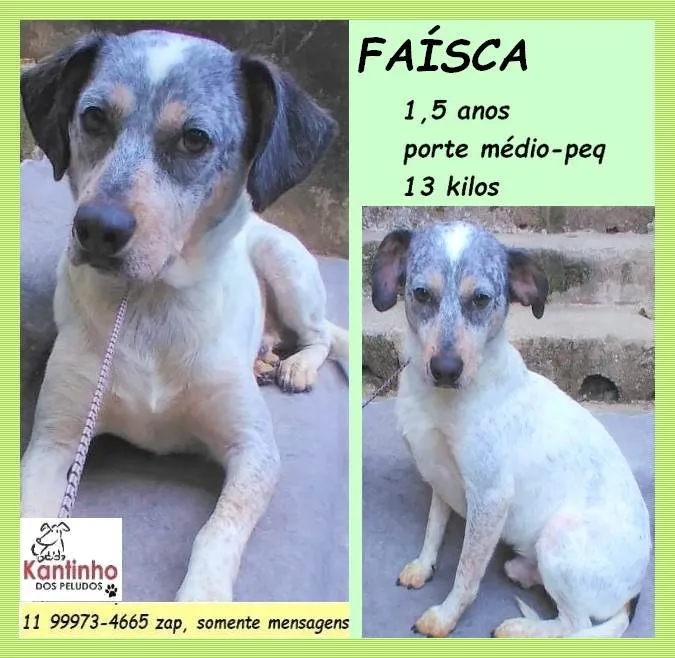 Cachorro ra a SRD-ViraLata idade 1 ano nome Faísca