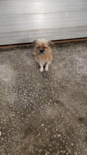 Cachorro raça Shitzu idade 6 ou mais anos nome Não sei