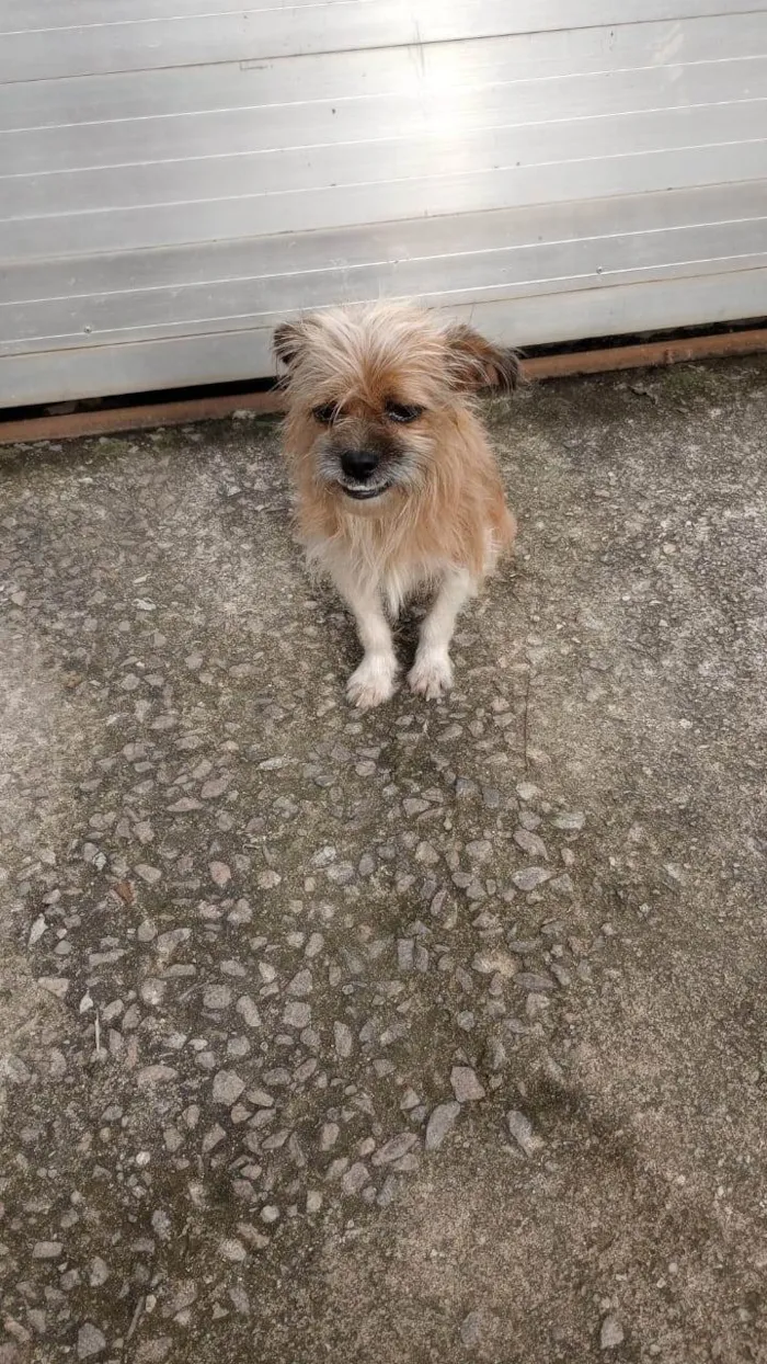 Cachorro ra a Shitzu idade 6 ou mais anos nome Não sei