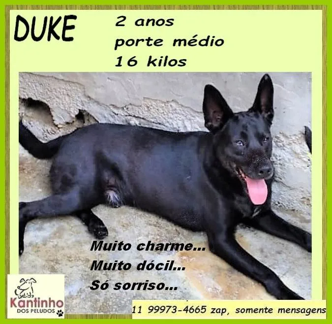 Cachorro ra a SRD-ViraLata idade 2 anos nome Duke
