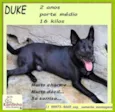 Duke