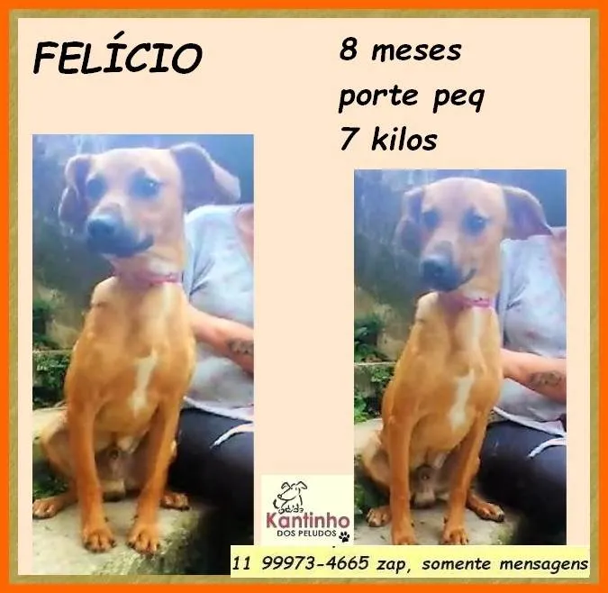Cachorro ra a SRD-ViraLata idade 7 a 11 meses nome Felício