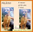 Felício