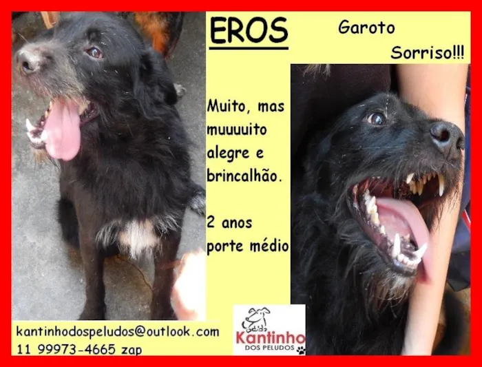 Cachorro ra a SRD-ViraLata idade 2 anos nome Eros