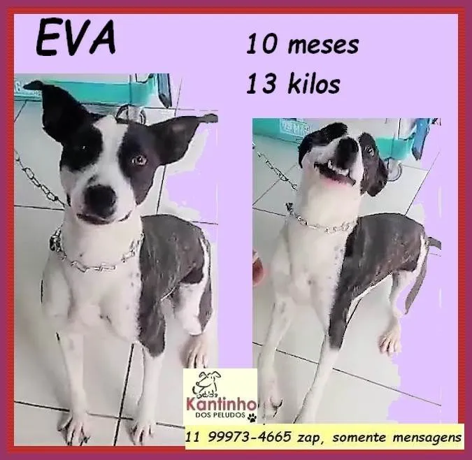 Cachorro ra a SRD-ViraLata idade 7 a 11 meses nome Eva