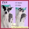 Eva