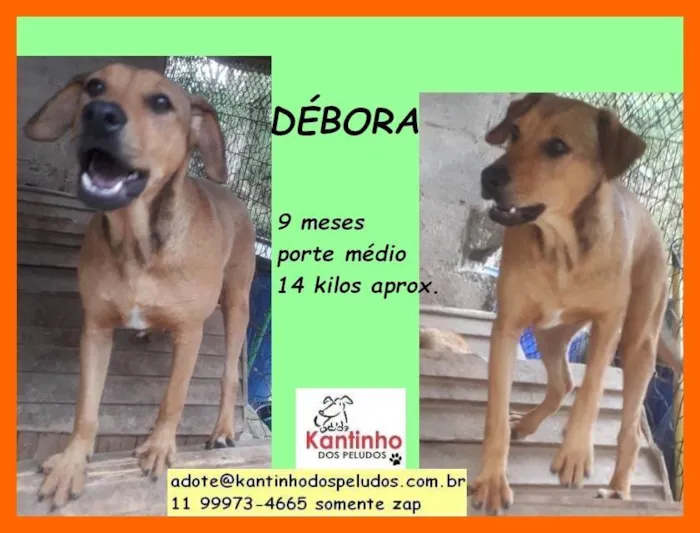 Cachorro ra a SRD-ViraLata idade 2 a 6 meses nome Débora