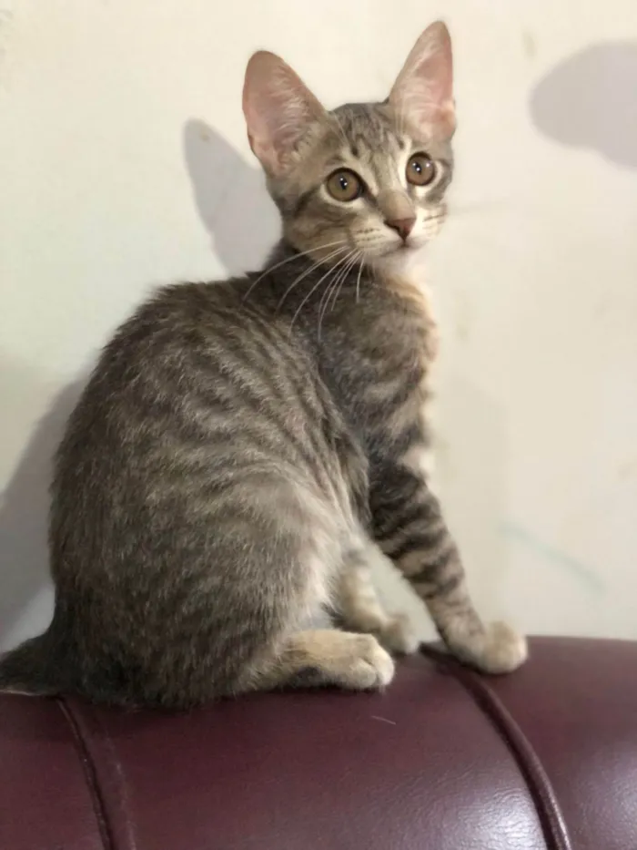 Gato ra a SRD-ViraLata idade Abaixo de 2 meses nome Lobinho, marisol, britty, lino e cinza claro