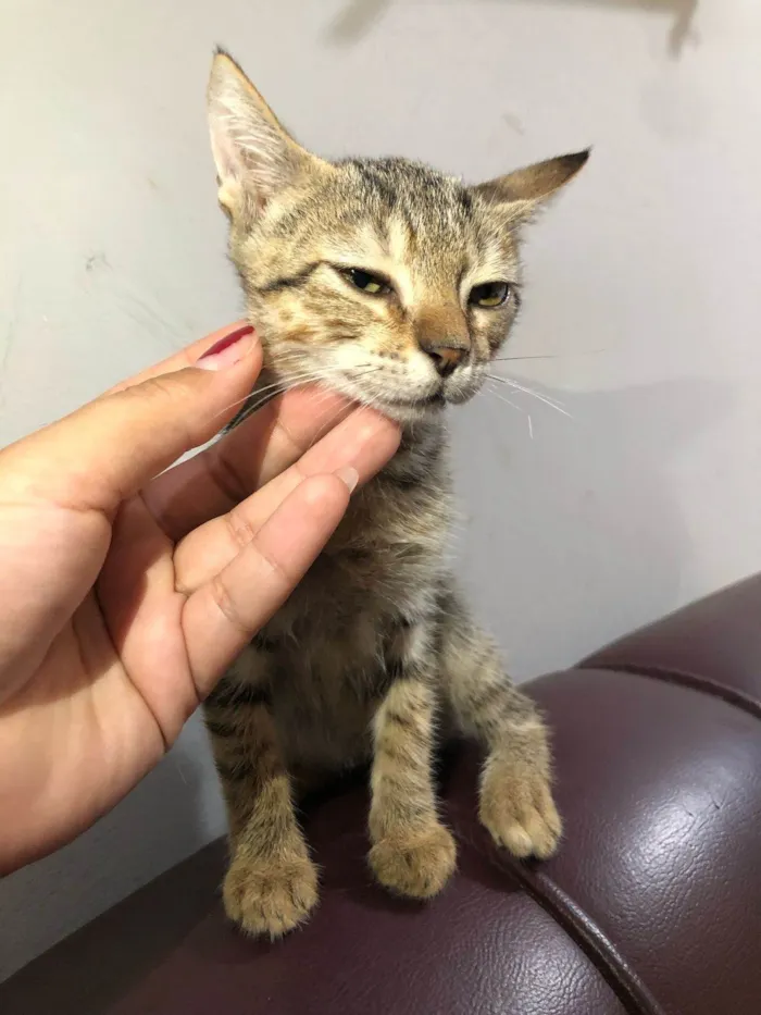 Gato ra a SRD-ViraLata idade Abaixo de 2 meses nome Lobinho, marisol, britty, lino e cinza claro
