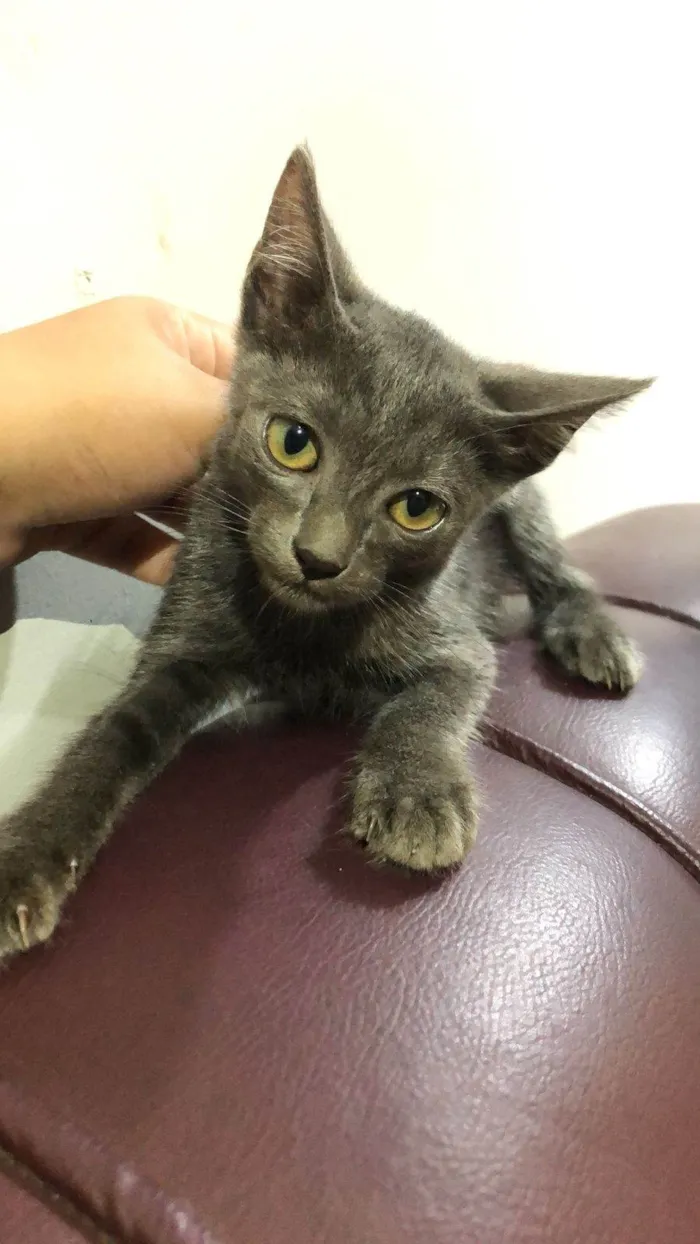 Gato ra a SRD-ViraLata idade Abaixo de 2 meses nome Lobinho, marisol, britty, lino e cinza claro
