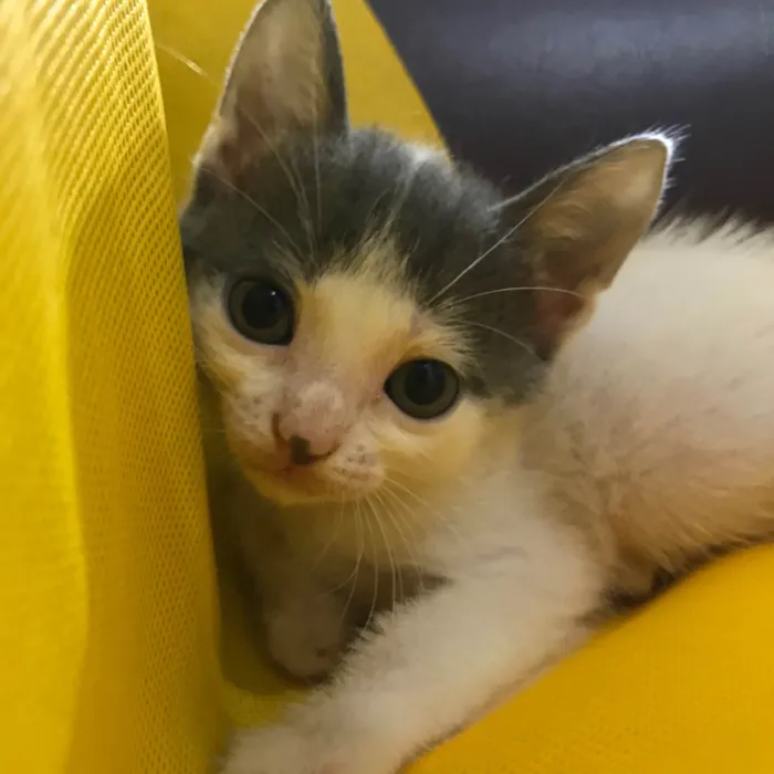 Gato ra a SRD-ViraLata idade Abaixo de 2 meses nome Lobinho, marisol, britty, lino e cinza claro
