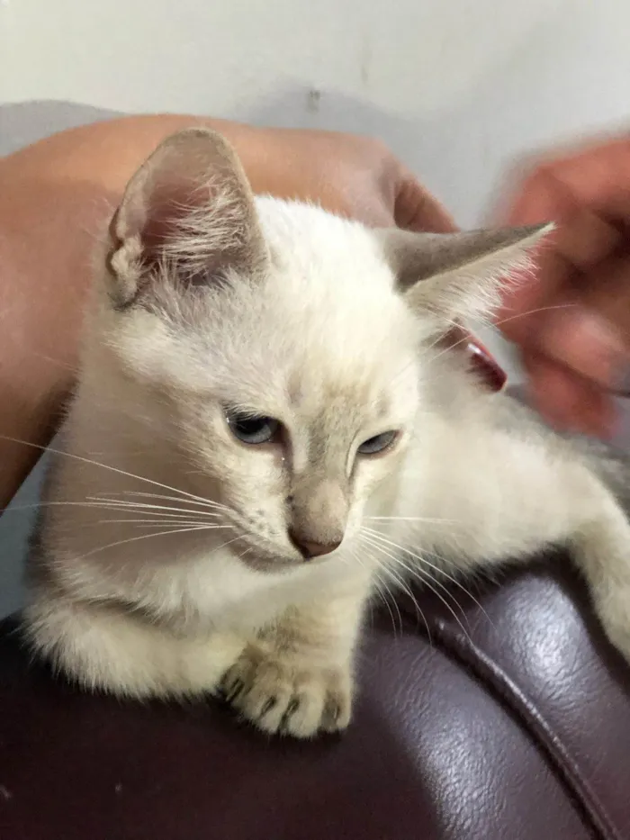 Gato ra a SRD-ViraLata idade Abaixo de 2 meses nome Lobinho, marisol, britty, lino e cinza claro