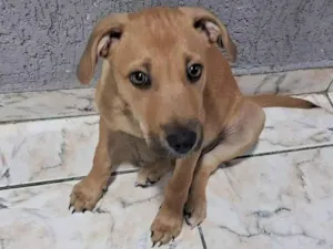 Cachorro raça SRD-ViraLata idade 2 a 6 meses nome Filhote Urgente