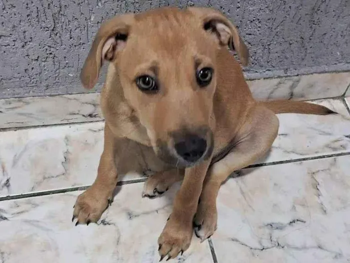 Cachorro ra a SRD-ViraLata idade 2 a 6 meses nome Filhote Urgente