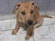 Filhote Urgente