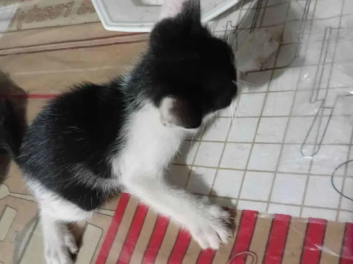Gato ra a SRD-ViraLata idade Abaixo de 2 meses nome Sem nome