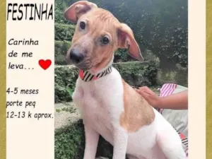 Cachorro raça SRD-ViraLata idade 2 a 6 meses nome Festinha