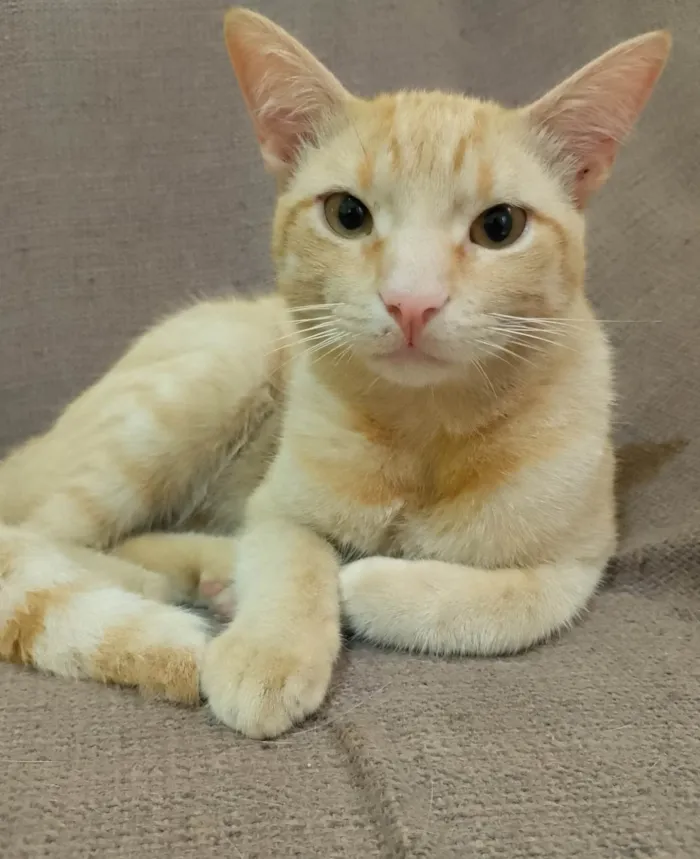 Gato ra a SRD-ViraLata idade 7 a 11 meses nome Gemada 