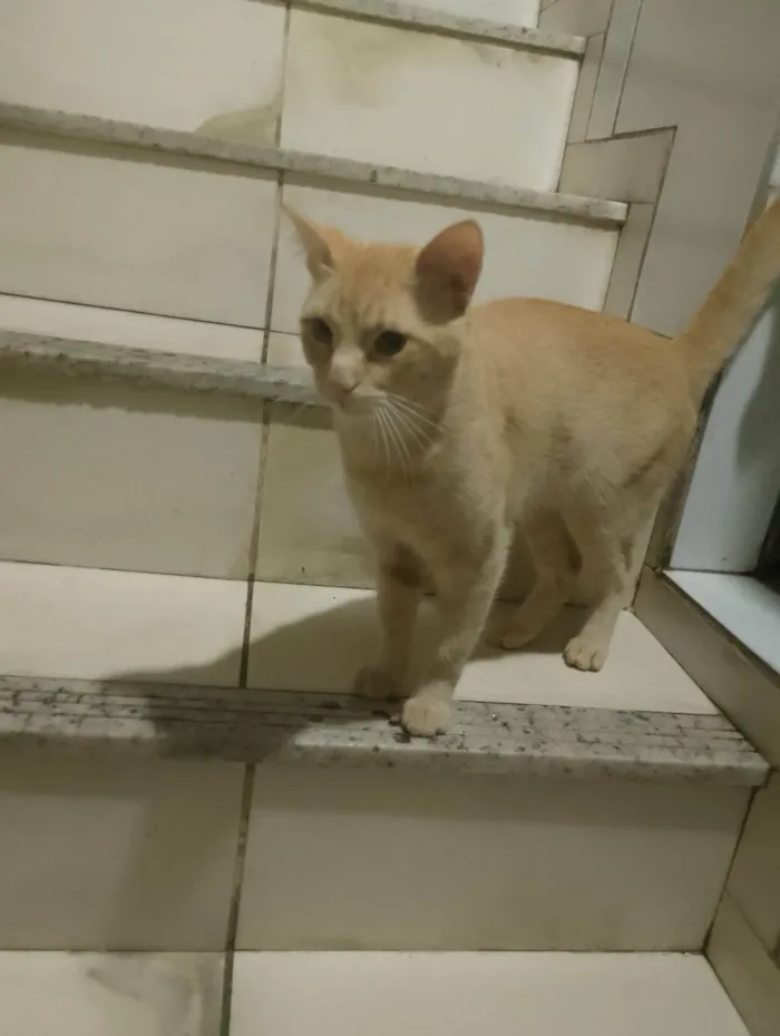 Gato ra a SRD-ViraLata idade 7 a 11 meses nome Gemada 