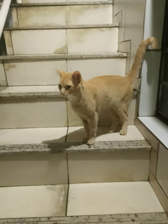 Gato ra a SRD-ViraLata idade 7 a 11 meses nome Gemada 