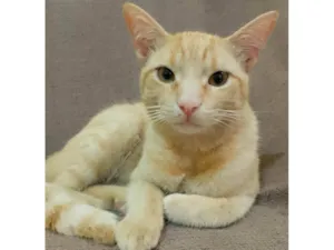 Gato raça SRD-ViraLata idade 7 a 11 meses nome Gemada 