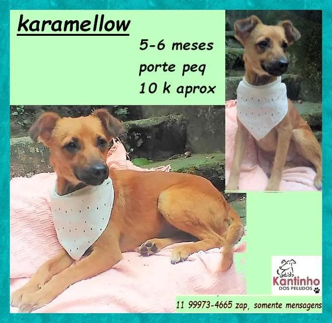 Cachorro ra a SRD-ViraLata idade 2 a 6 meses nome Karamelow