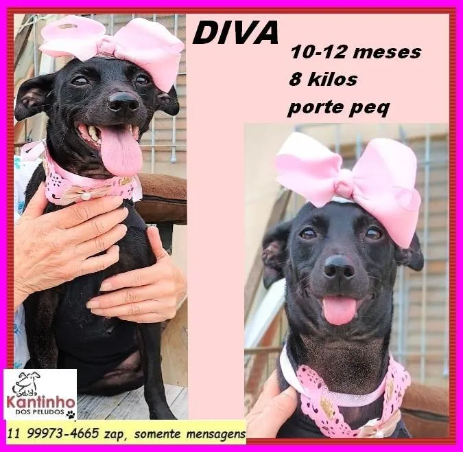 Cachorro ra a SRD-ViraLata idade 7 a 11 meses nome Diva