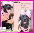 Diva