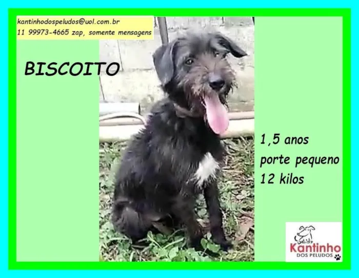 Cachorro ra a SRD-ViraLata idade 1 ano nome Biscoito