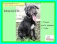 Biscoito