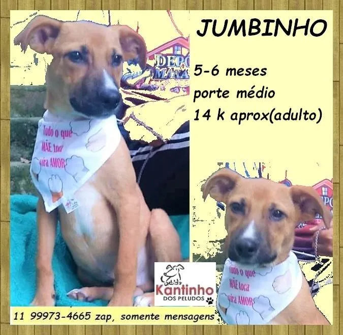Cachorro ra a SRD-ViraLata idade 2 a 6 meses nome Jumbinho