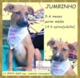 Jumbinho