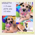Violeta