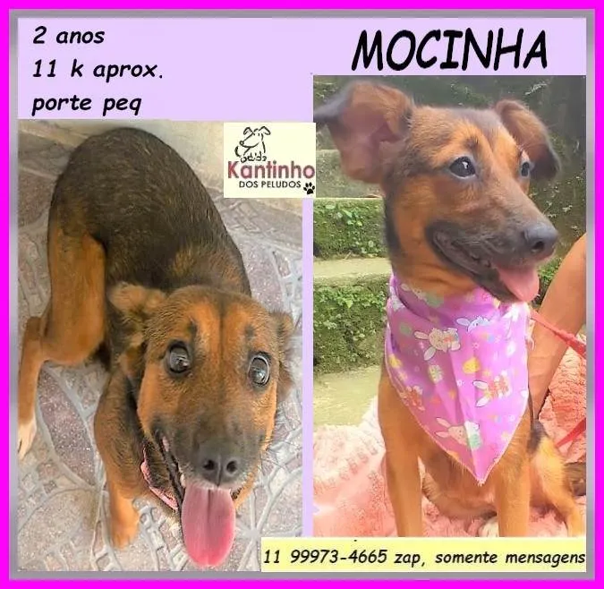 Cachorro ra a SRD-ViraLata idade 2 anos nome Mocinha