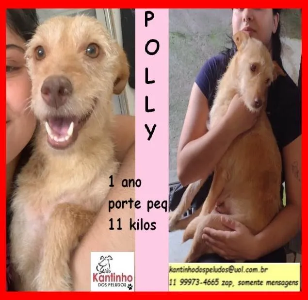 Cachorro ra a SRD-ViraLata idade 1 ano nome Polly