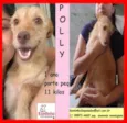 Polly