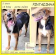 Pintadinha