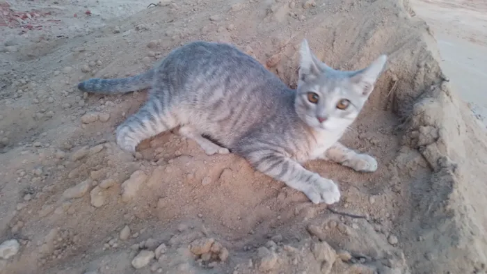 Gato ra a SRD-ViraLata idade 2 a 6 meses nome Sem nome 
